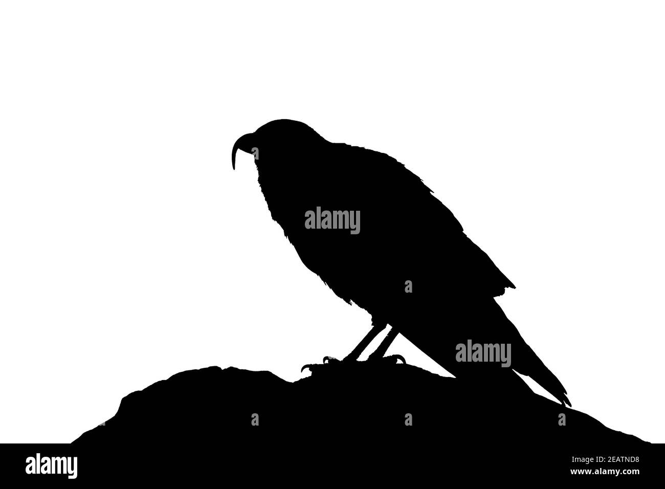 Uccello in piedi a Rock isolato Silhouette grafico Foto Stock