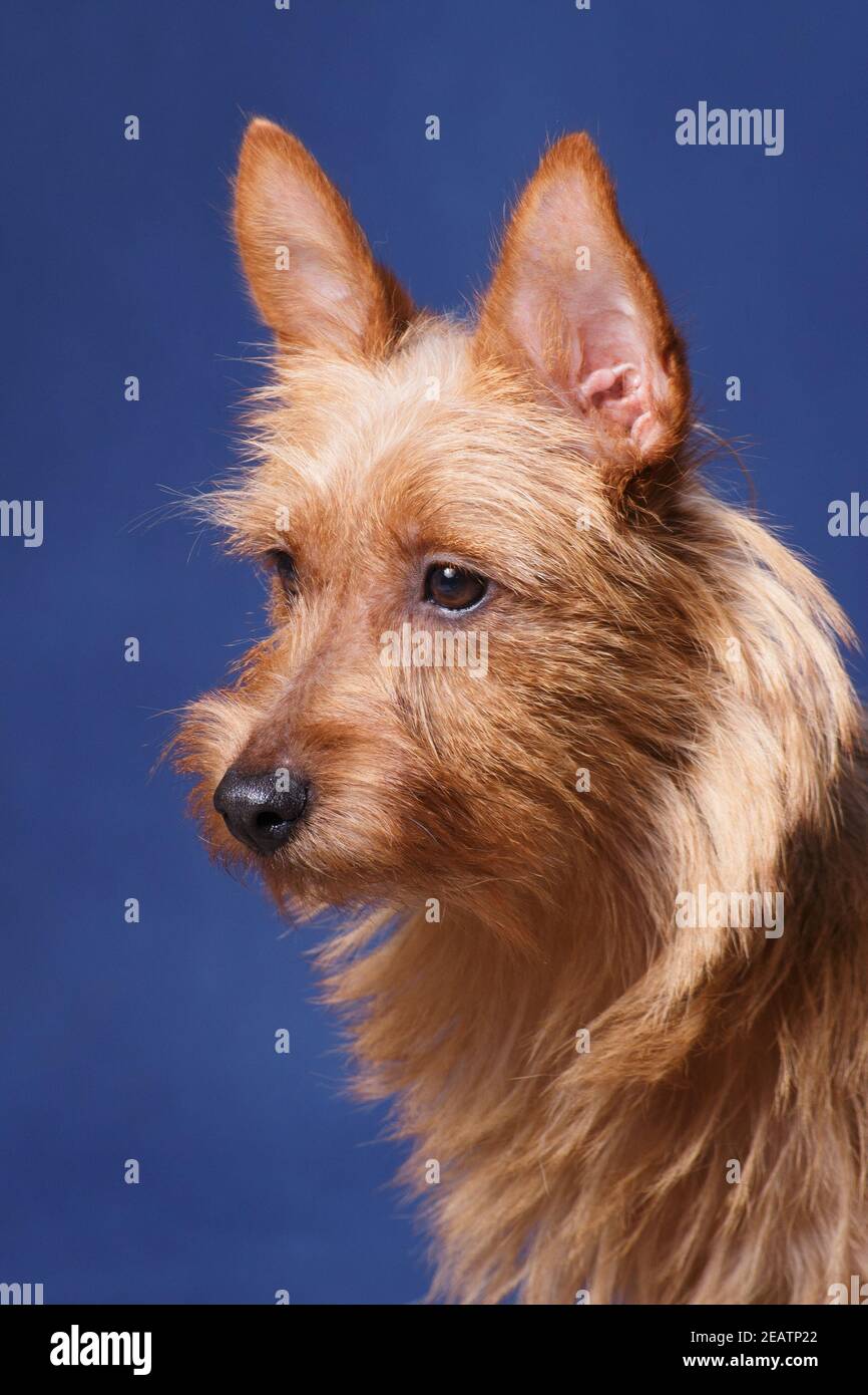 Cane soleggiato australiano Terrier su sfondo blu Foto Stock