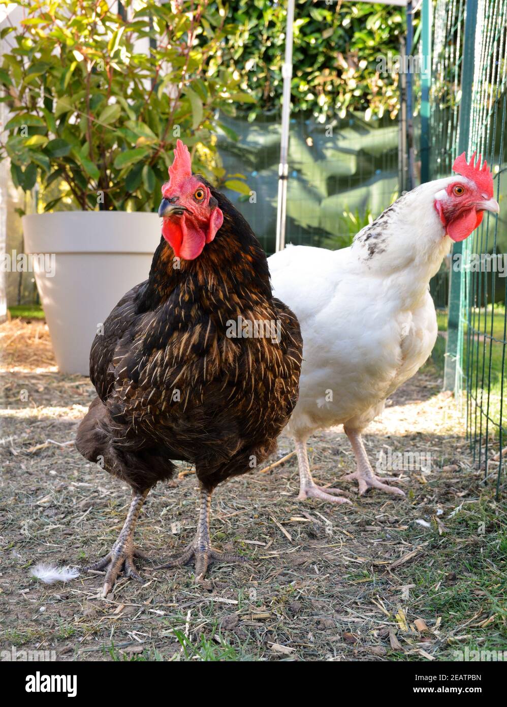Galline ovaiole, in una casa di galline o in una polpetta di pollo Foto  stock - Alamy