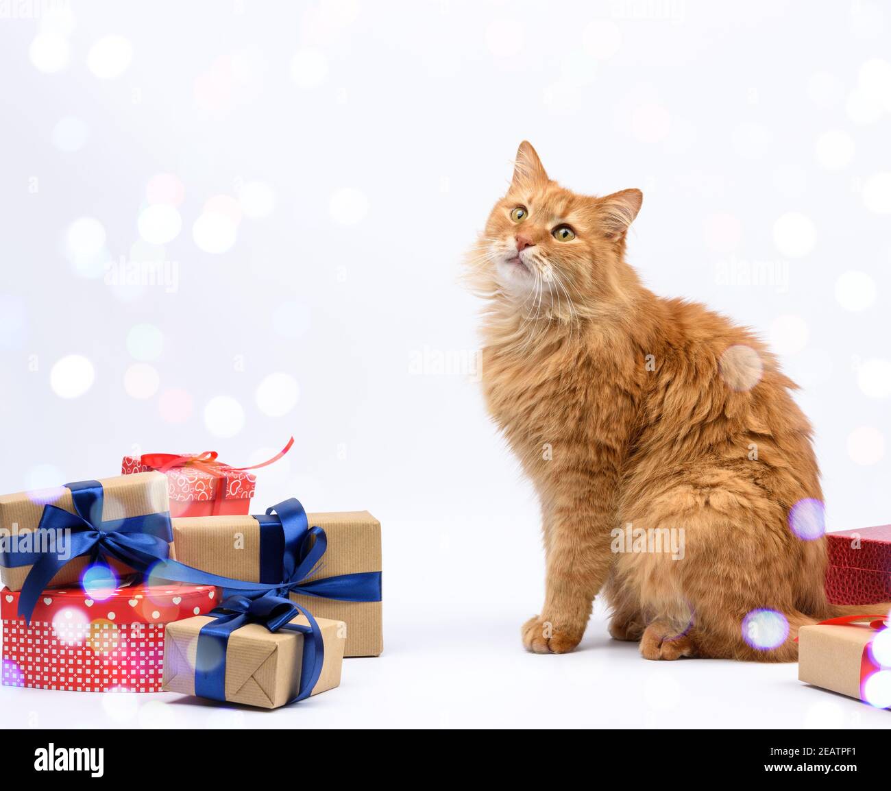 gatto zenzero adulto seduto al centro delle scatole legato con nastro di seta Foto Stock