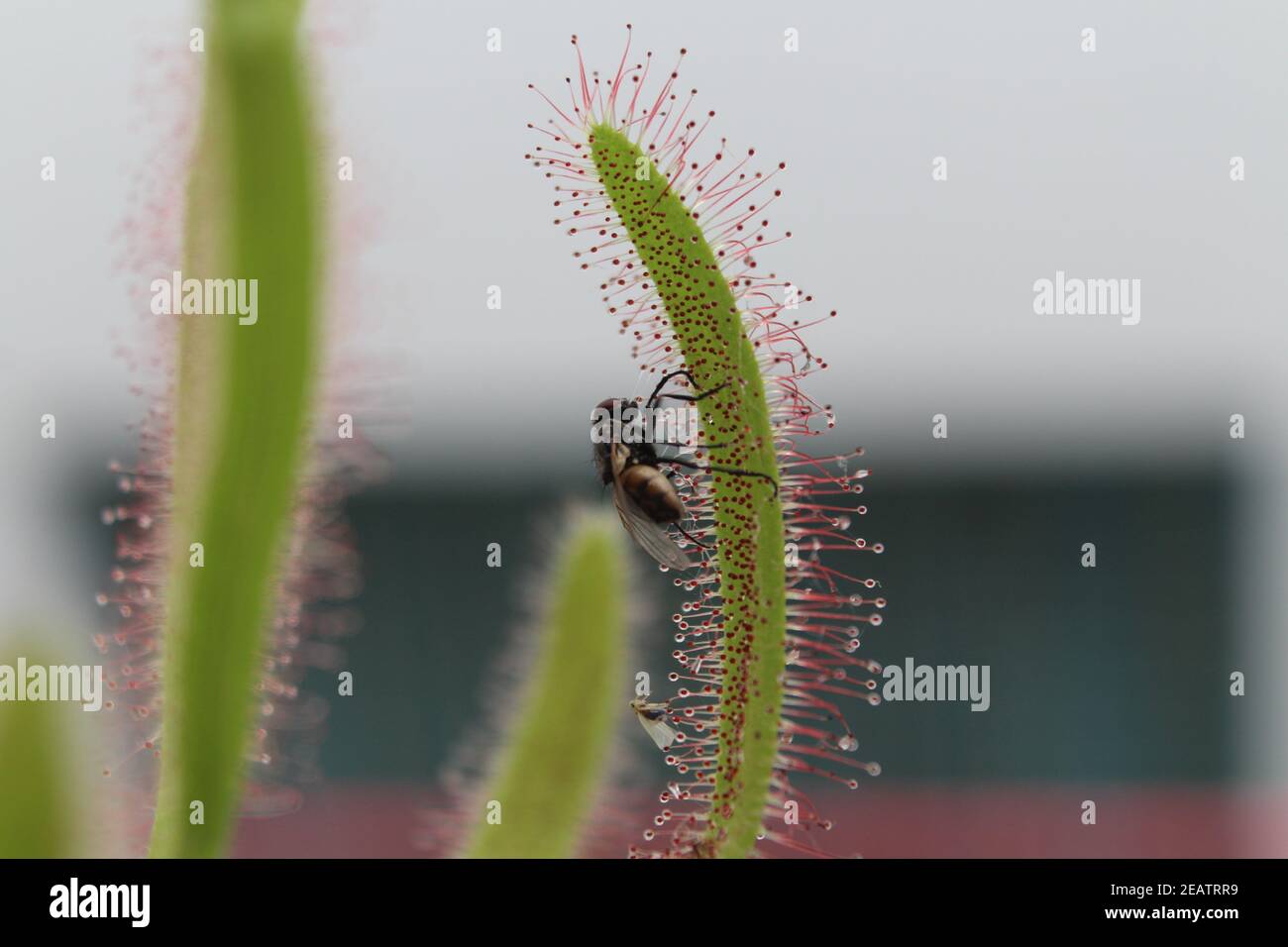 Piante carnivore alimentazioni insetti mosca intrappolato insetto Foto Stock