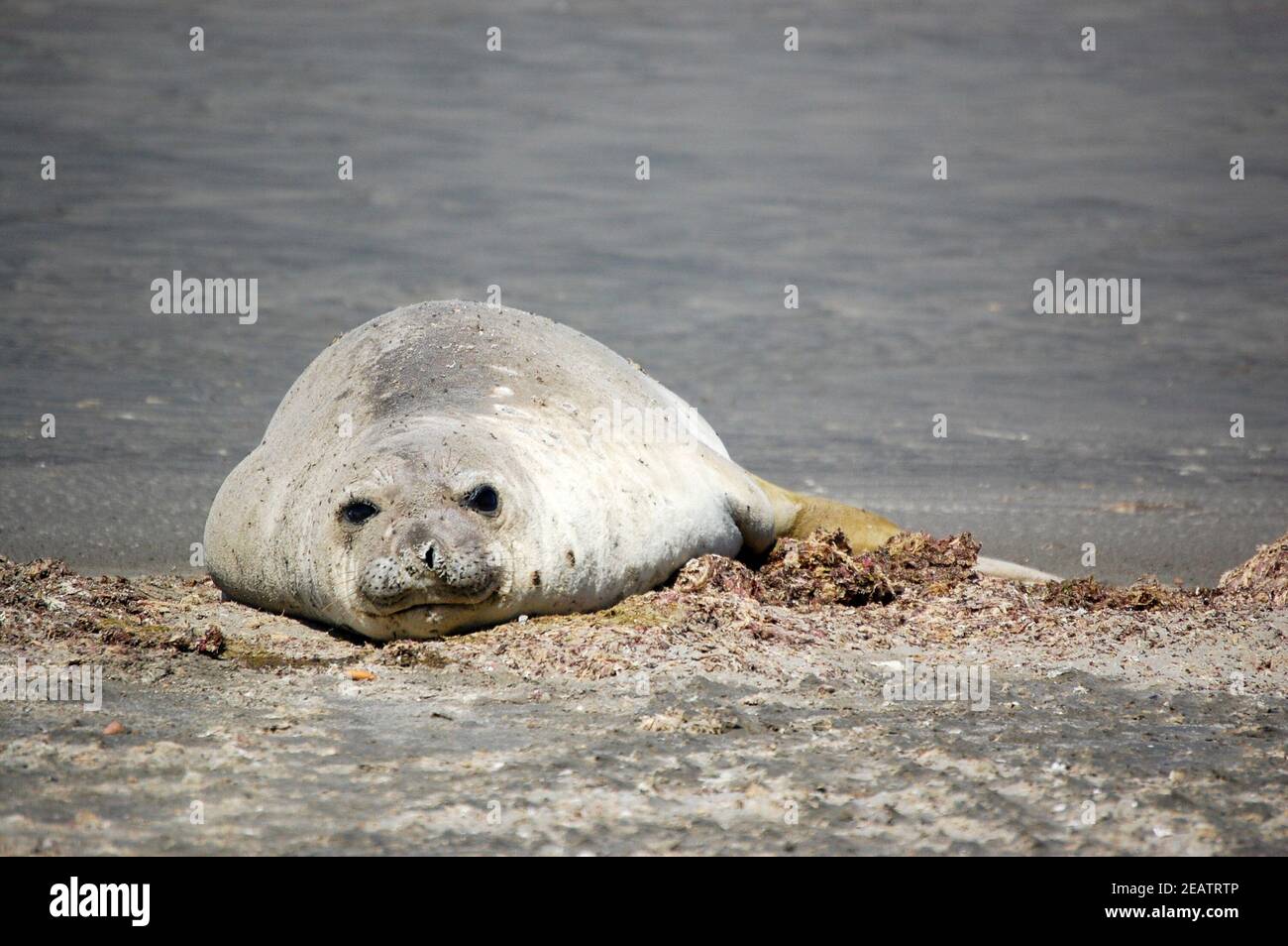 Elefante di mare che giace alla spiaggia di fronte Oceano Atlantico The Viewer - Natural Preserve Peninsula ValdÃ©s Foto Stock