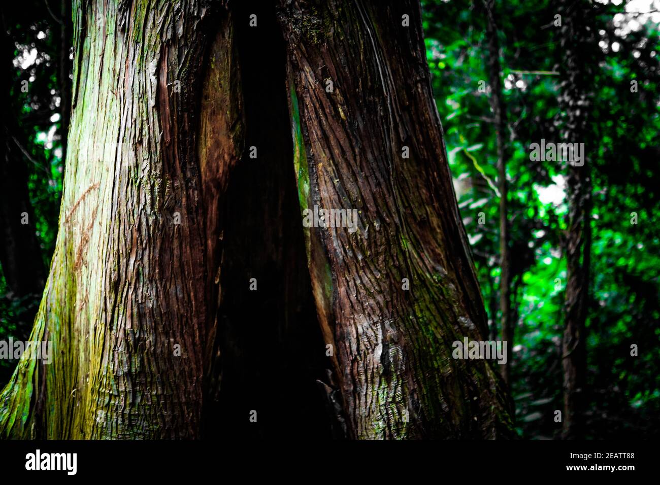 Di foresta era immagine densa (Takao) Foto Stock