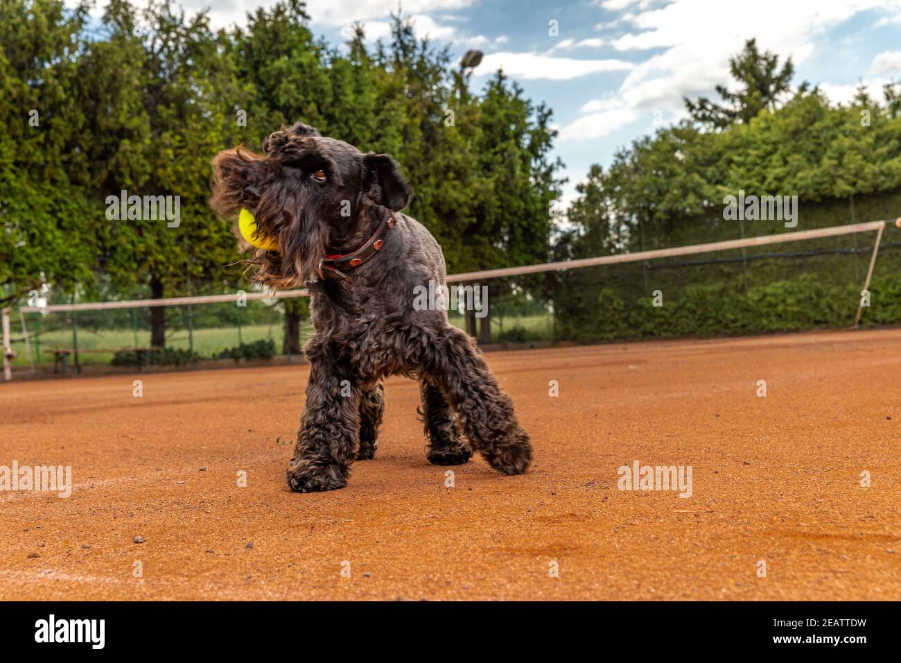 il cane prende una palla da tennis sul campo Foto Stock
