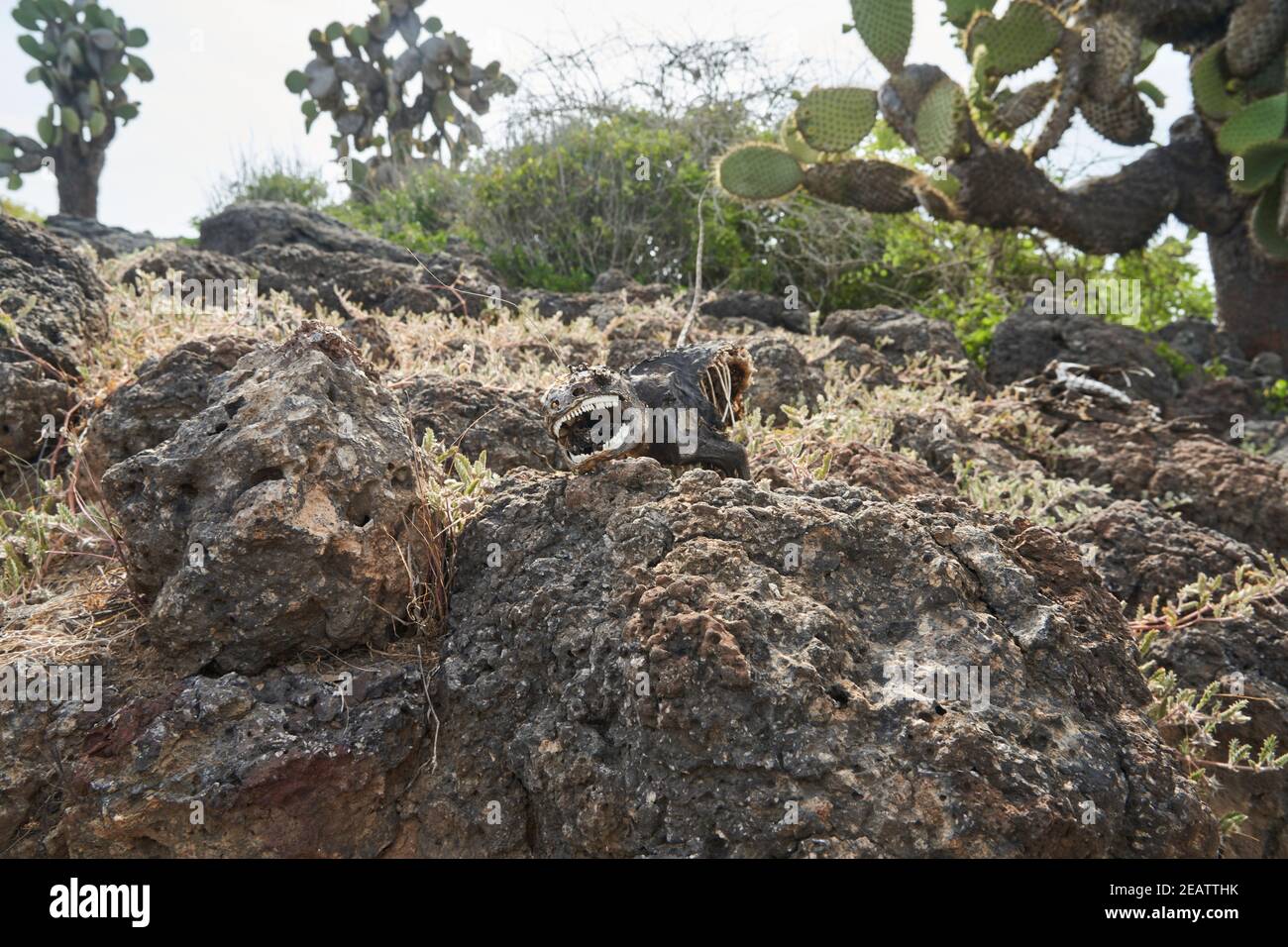 Galapagos terra iguana, Conolophus subcristatus. Corpo di lucertola decomposto e morto, che assomiglia a un dinosauro con denti bianchi sbiancati, che giace tra il vol Foto Stock