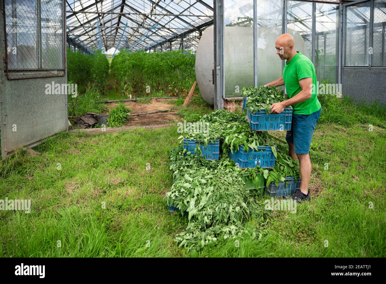 erbacce in una cassa accanto ad una serra su un fattoria Foto Stock