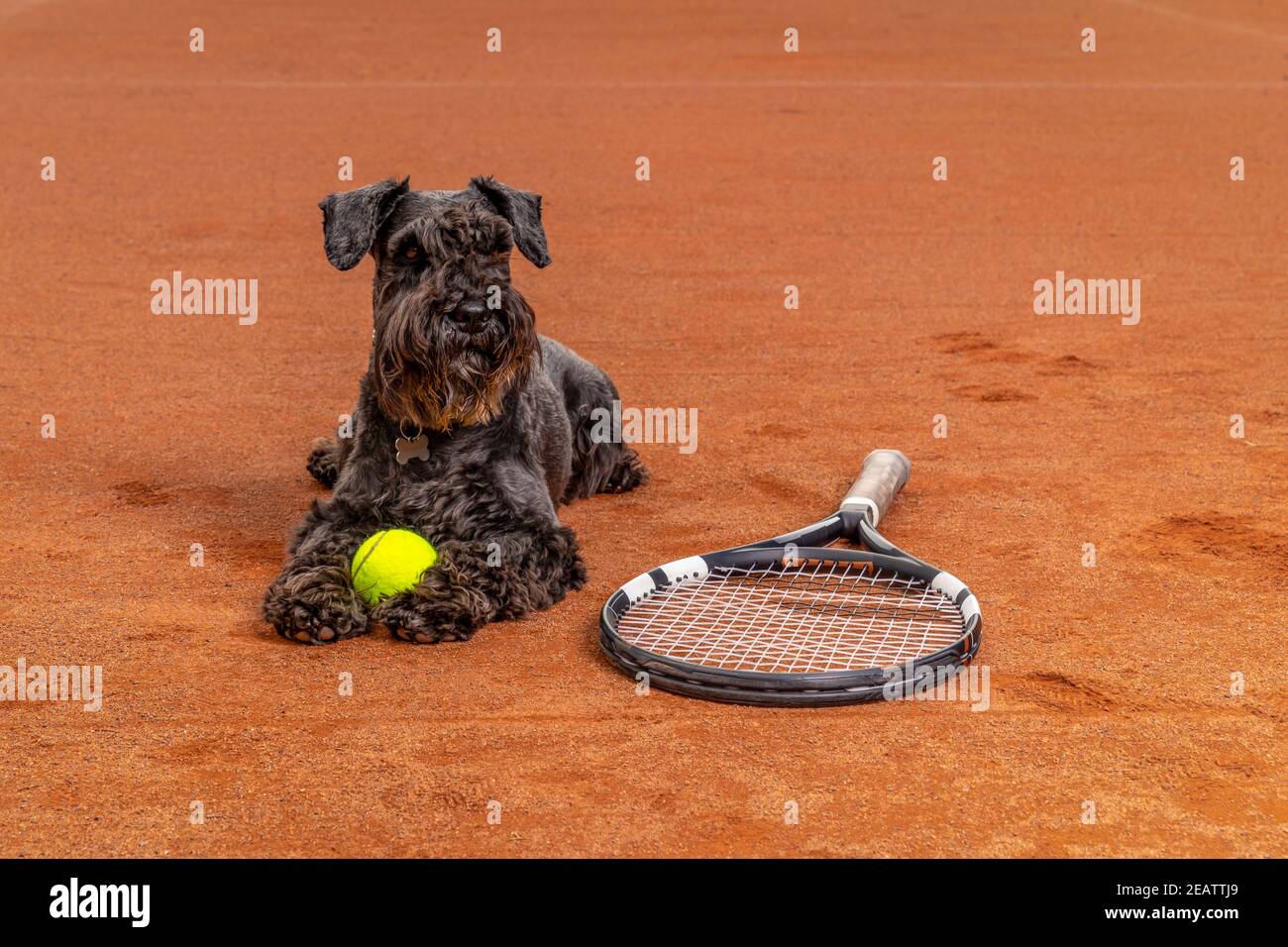 Cane su un campo da tennis con palle e racchetta Foto Stock