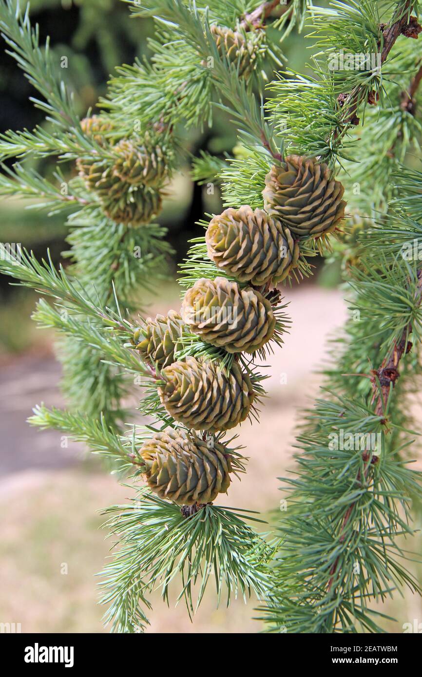 Coni di larice che crescono in fila su ramo con aghi. Materiale naturale Foto Stock