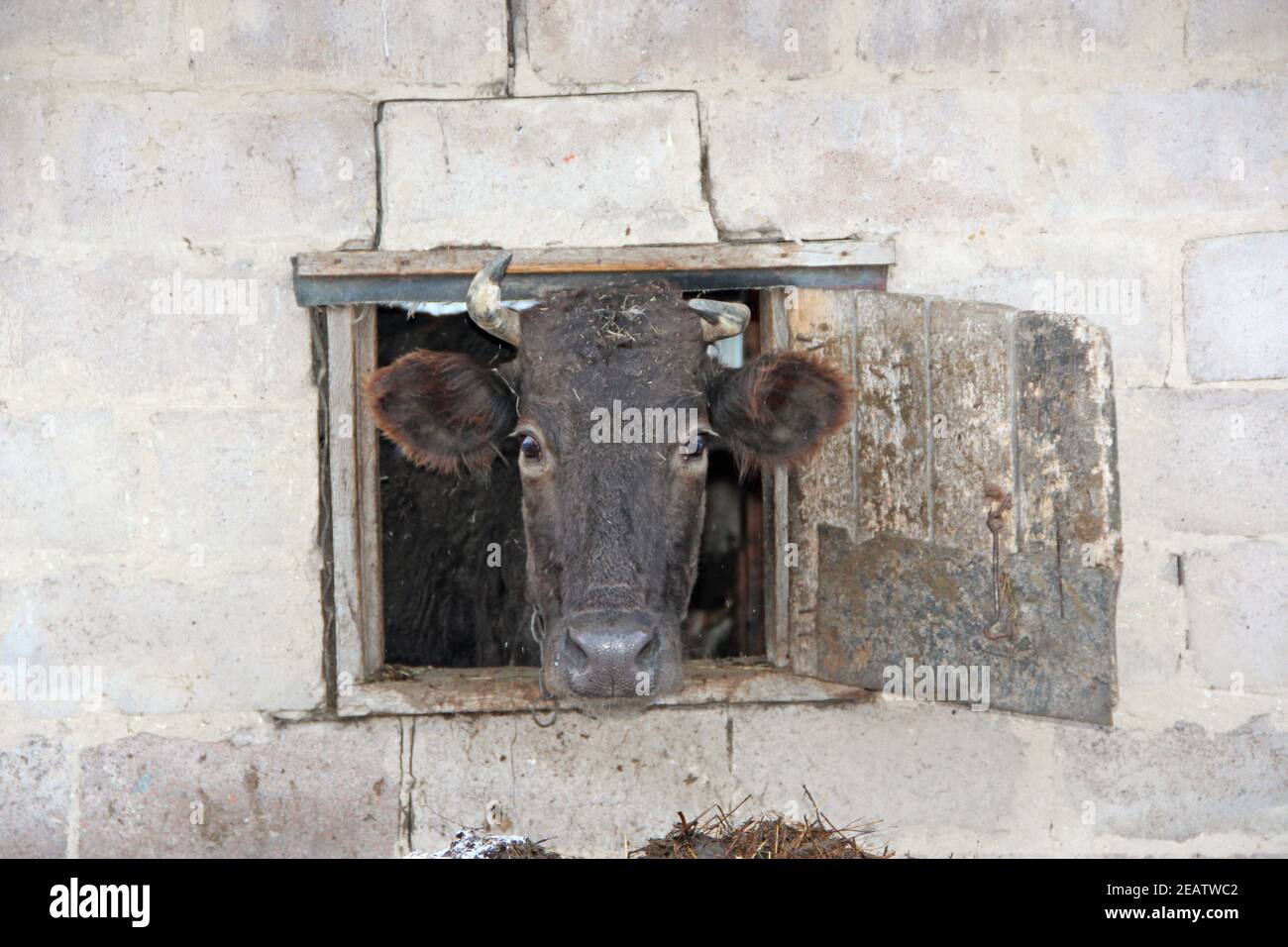 Mucca che guarda fuori dalla finestra di capannone su muro di mattoni Foto Stock