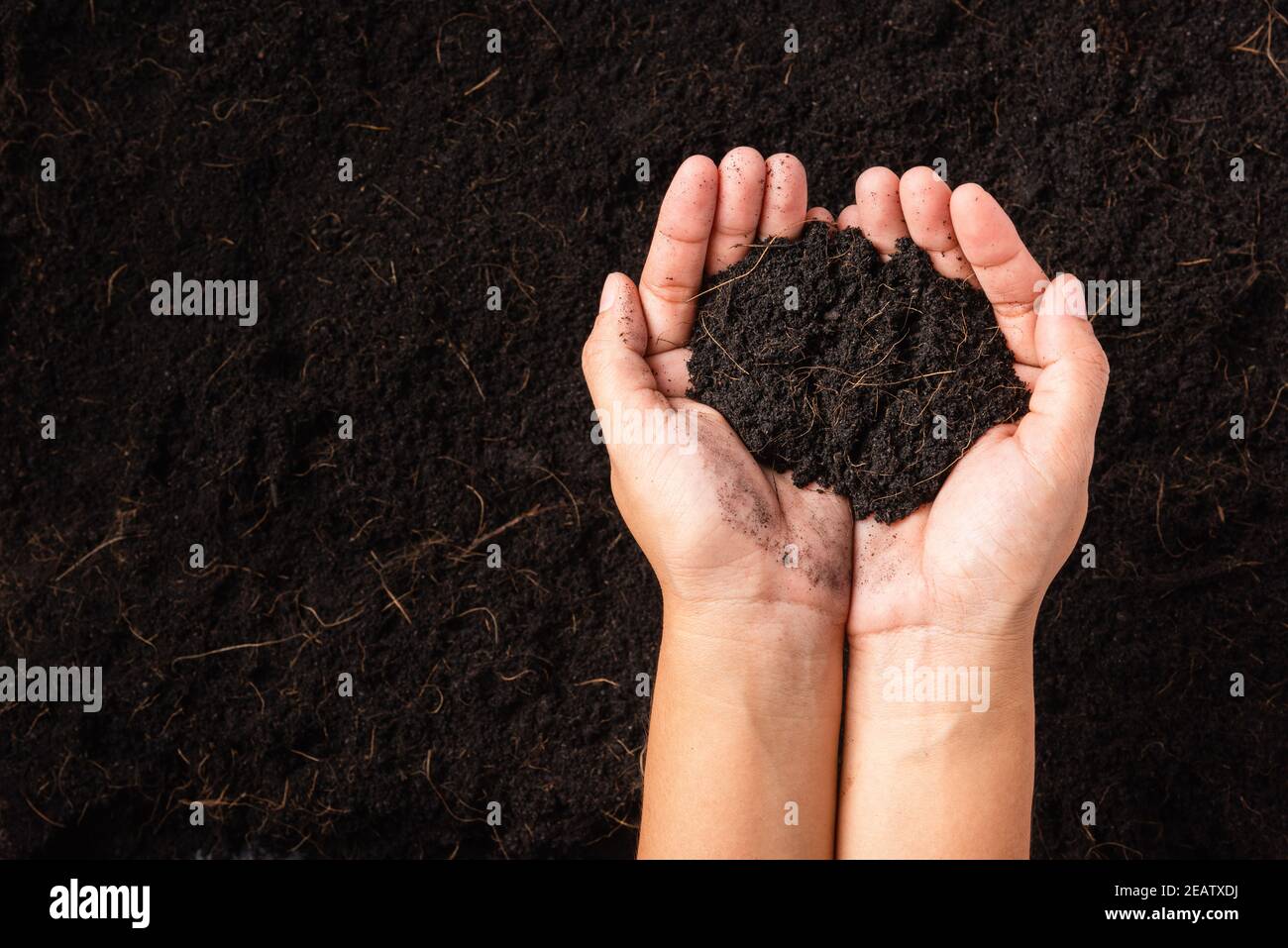 donna mano che tiene composto fertile sfondo nero suolo Foto Stock