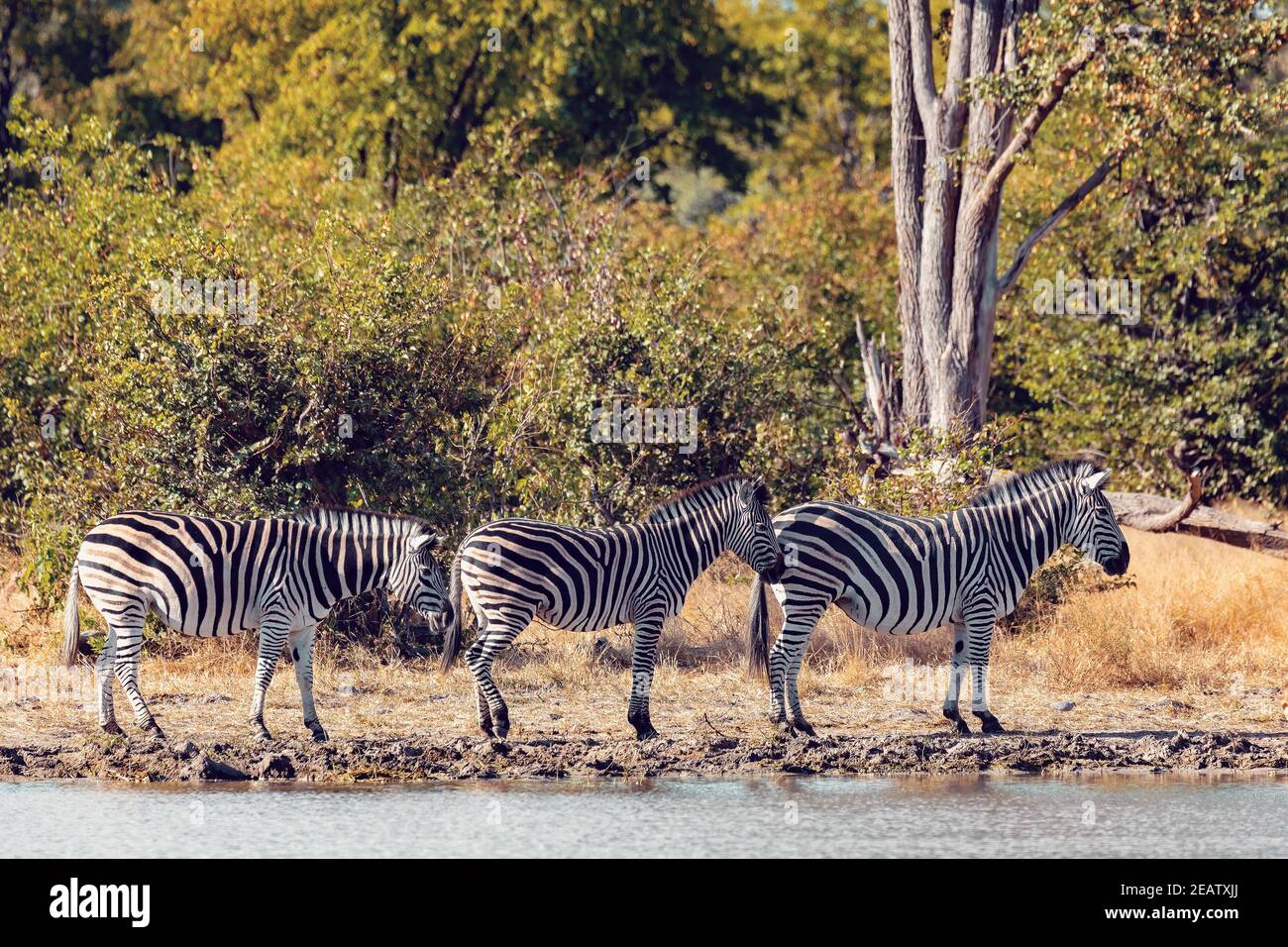 Zebra nel bush, Botswana Africa fauna selvatica Foto Stock