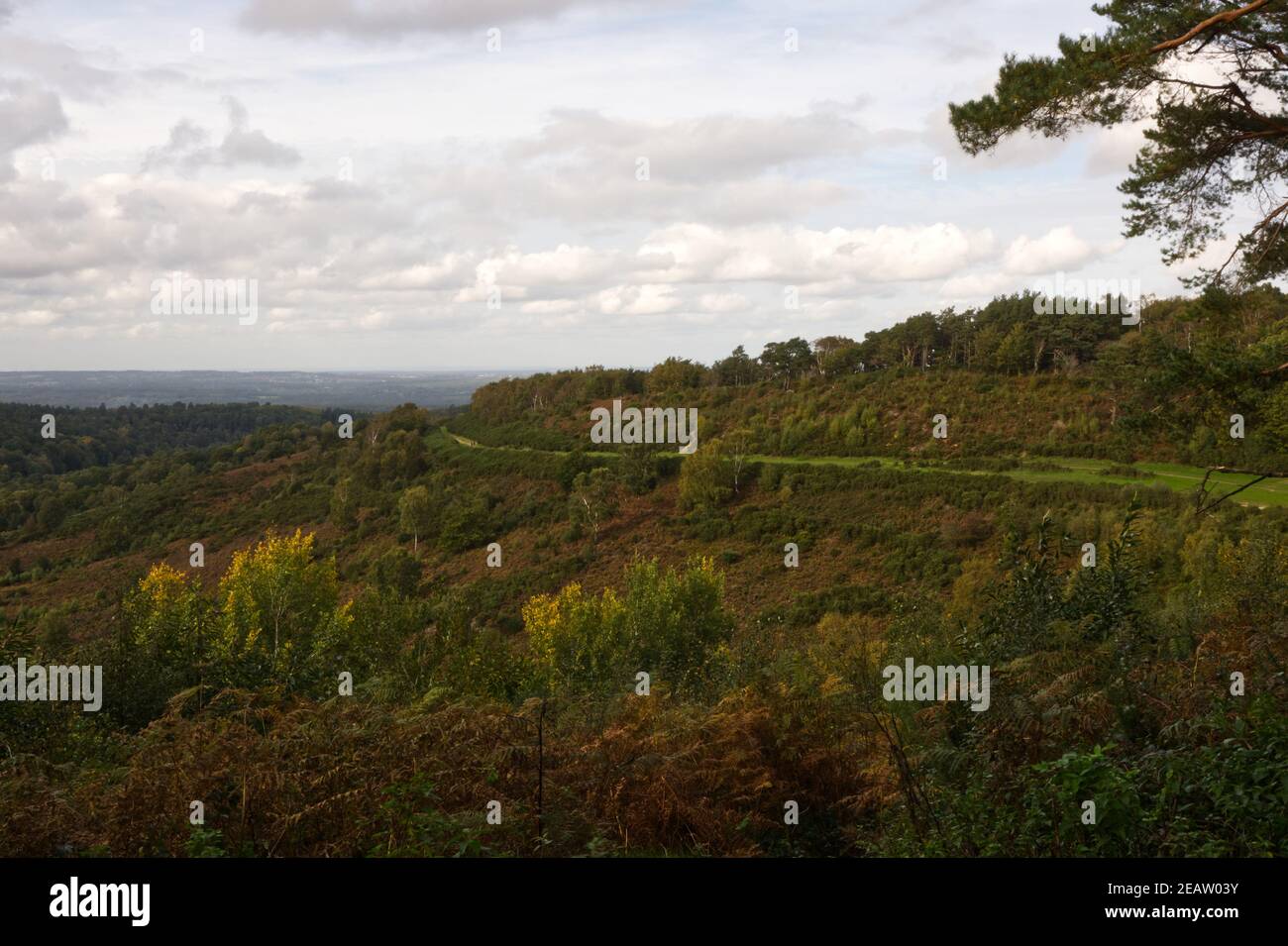 Campagna a Hindhead, Surrey, Inghilterra Foto Stock