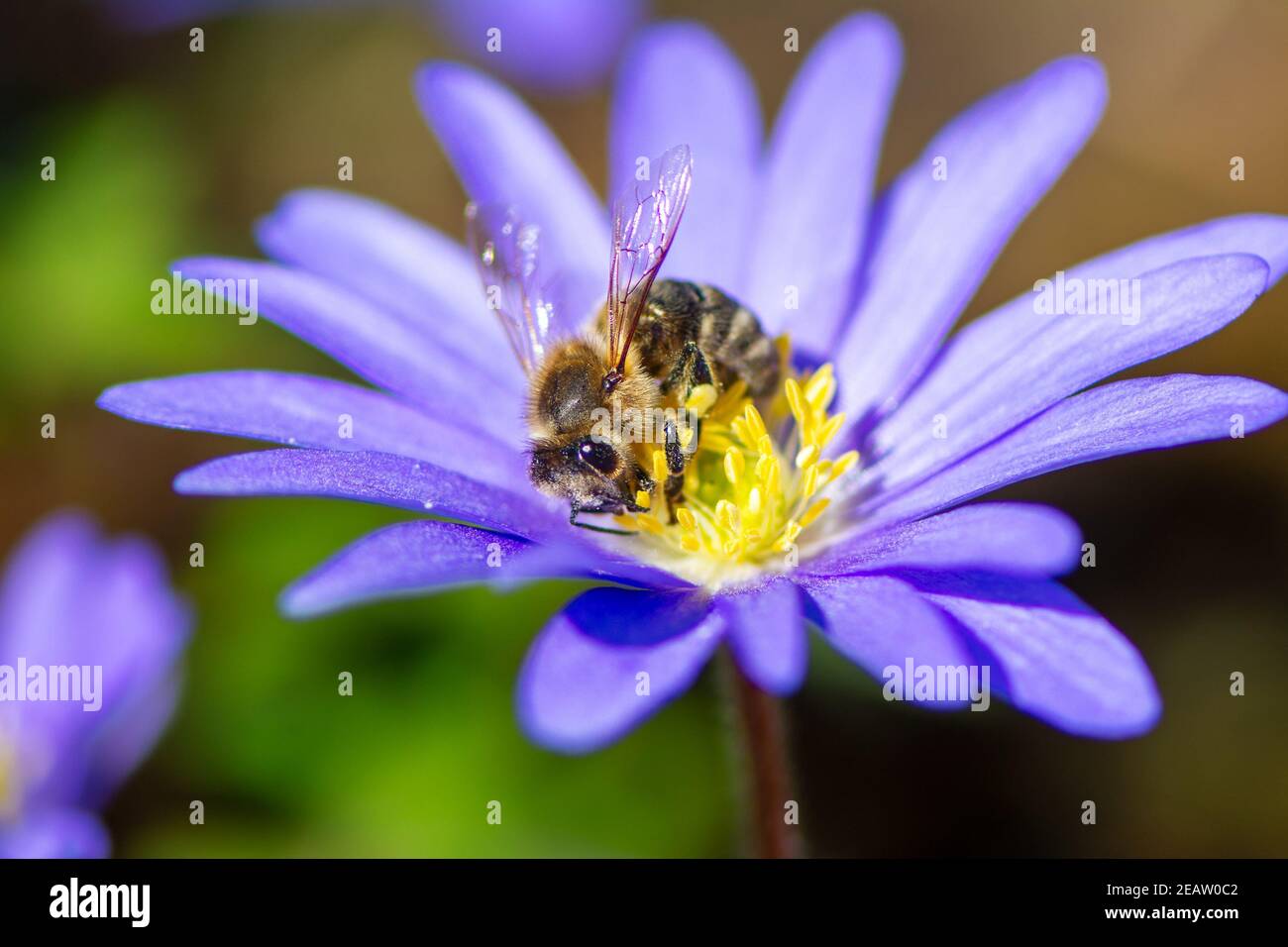 Ape impollinante su un fiore di fiori di vento Foto Stock