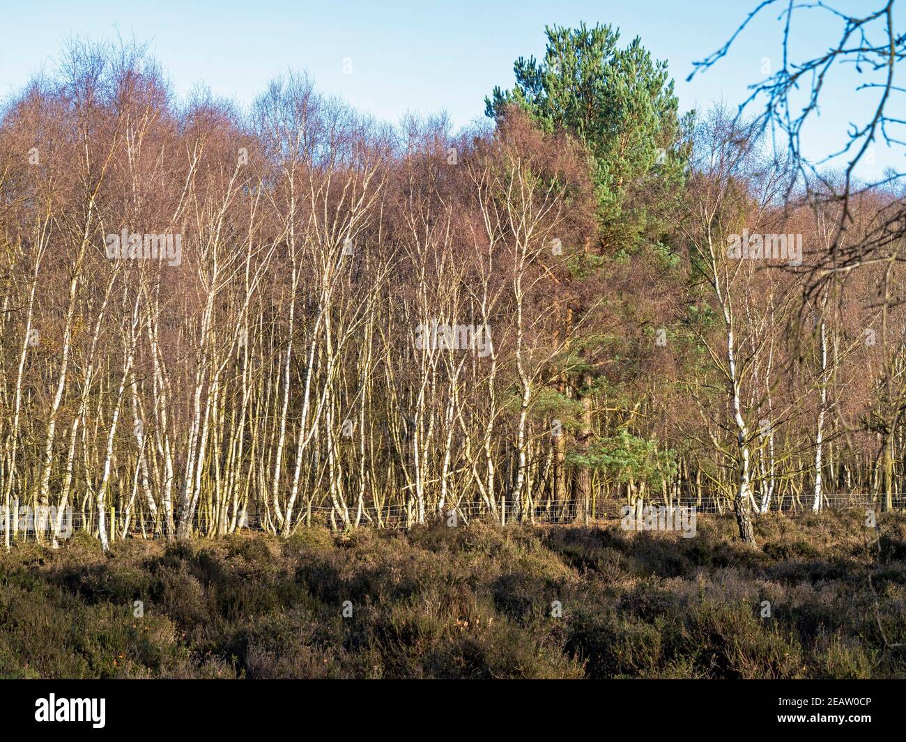 Bracken e alberi di betulla d'argento in inverno Foto Stock