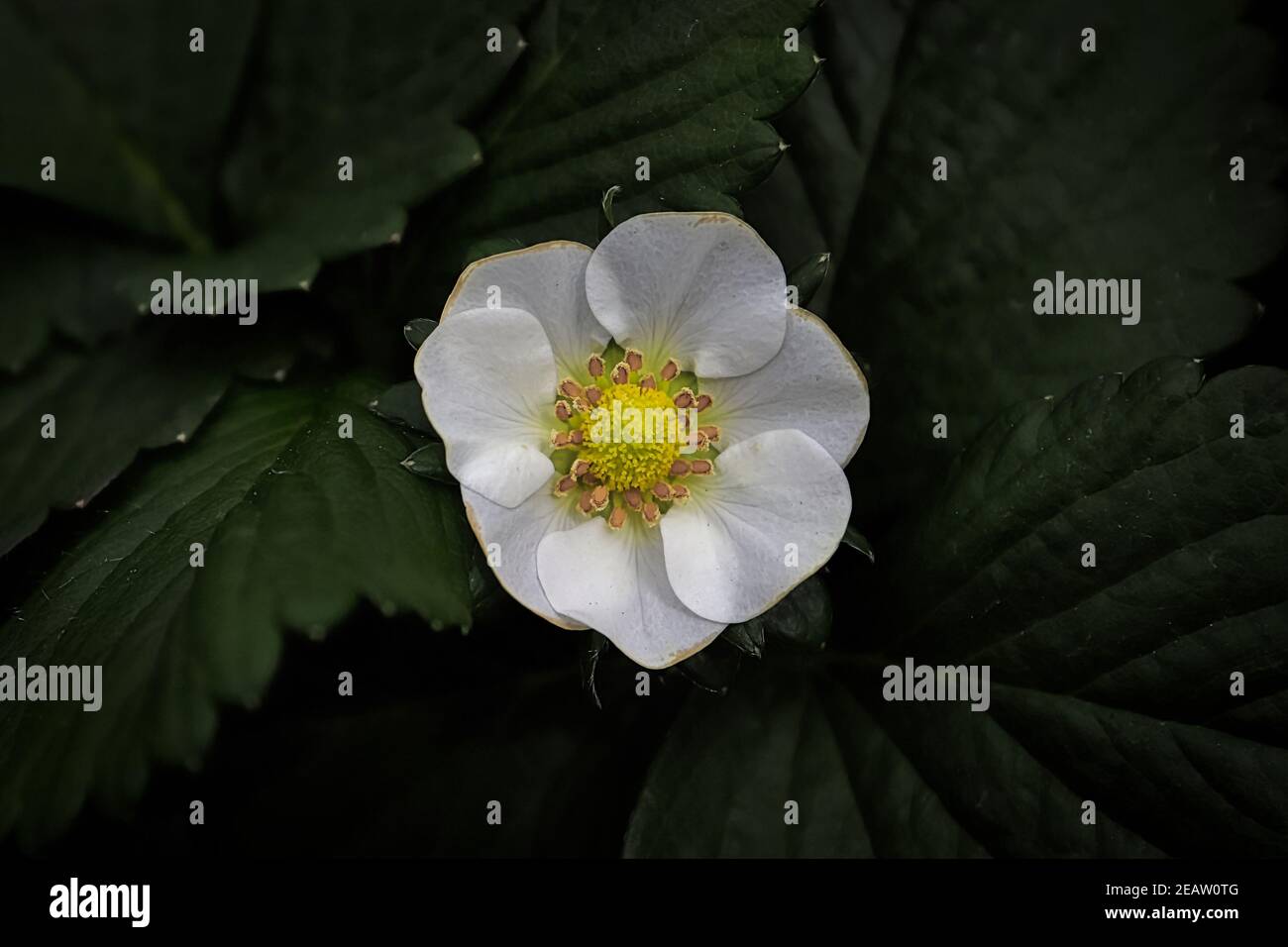 Primo piano di fiori di fragola su uno sfondo di foglia scura Foto Stock