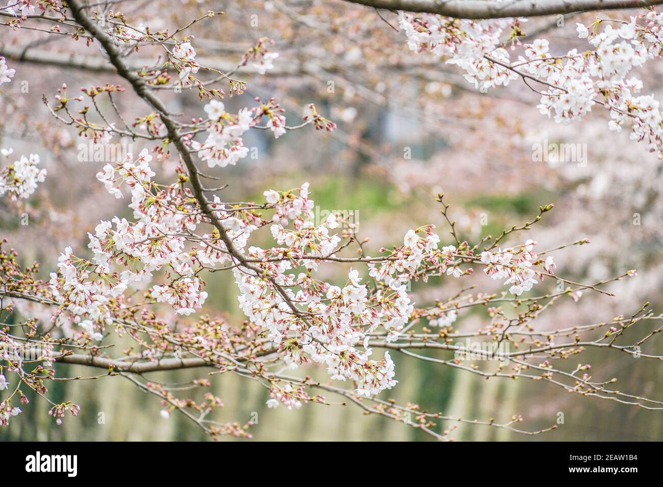 Sakura del Fiume Meguro Foto Stock