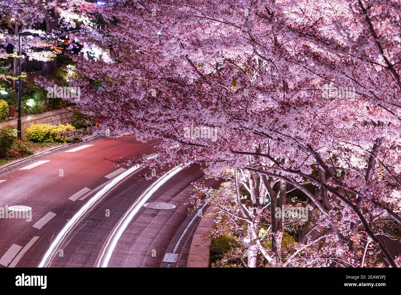 Locus di Tokyo Midtown ciliegia e fari auto Foto Stock