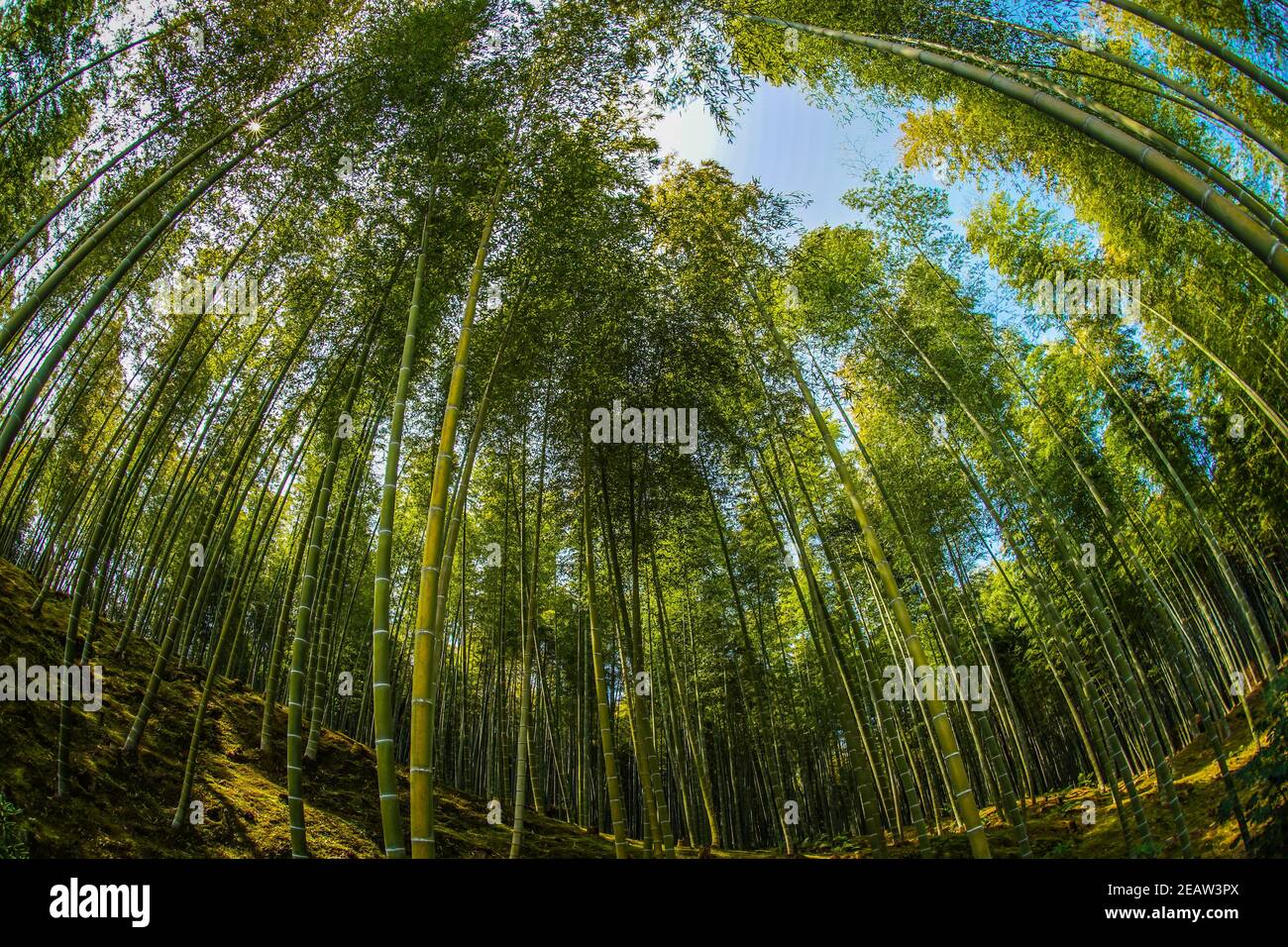 Kyoto Arashiyama foresta di bambù Foto Stock