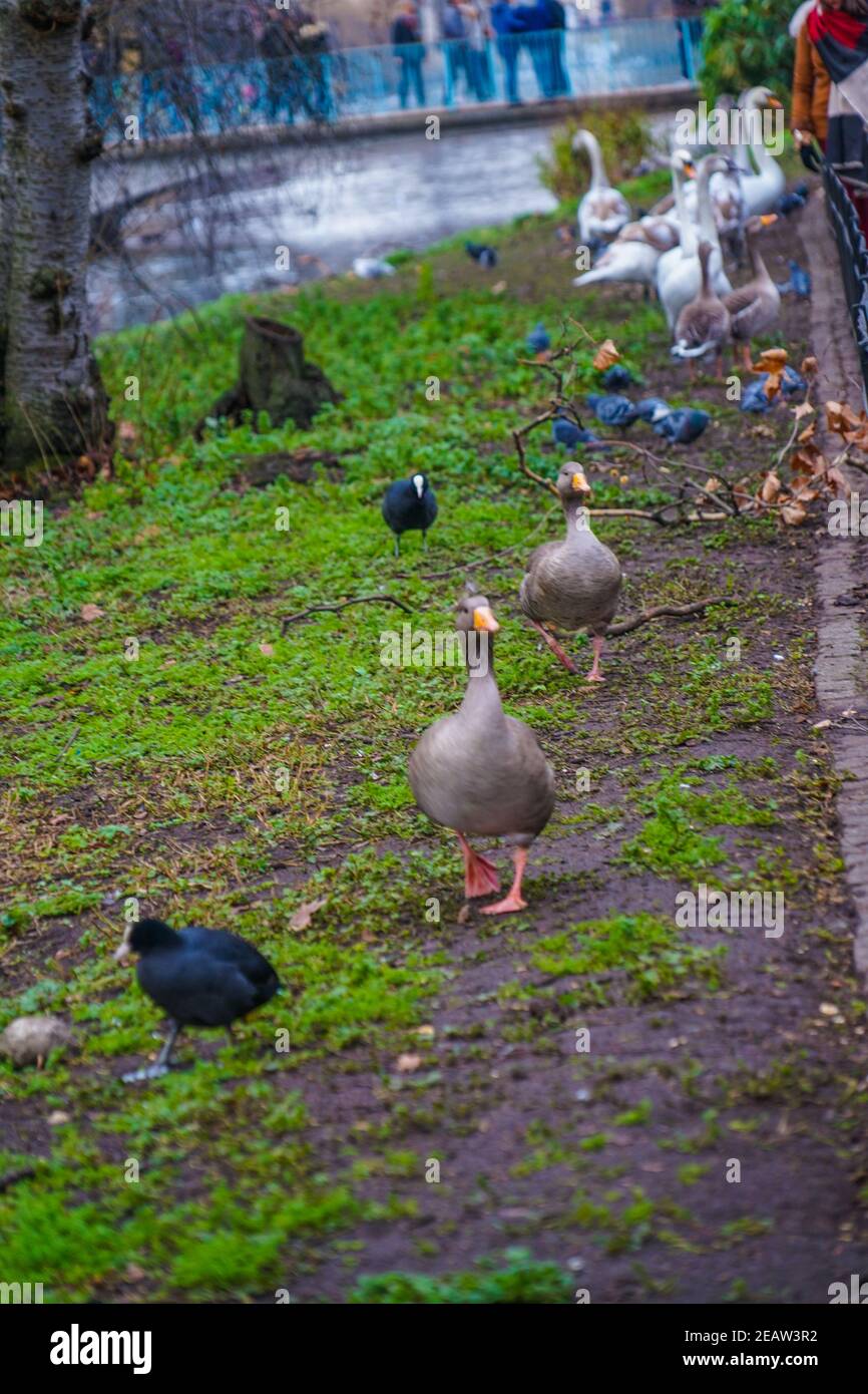 Carino anatra di St James Park Foto Stock