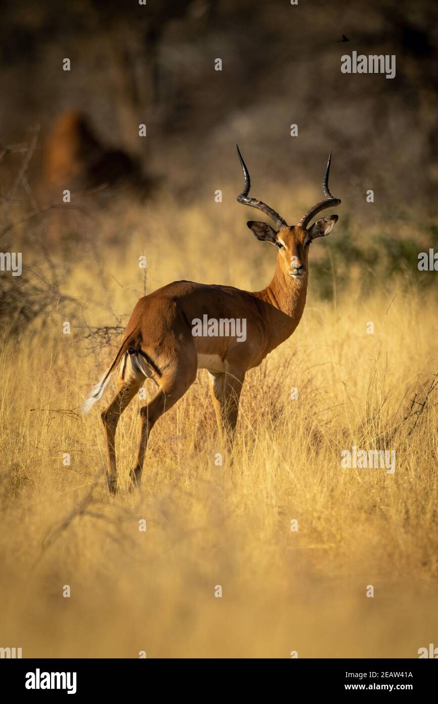 Impala comune si trova in erba eyeing camera Foto Stock