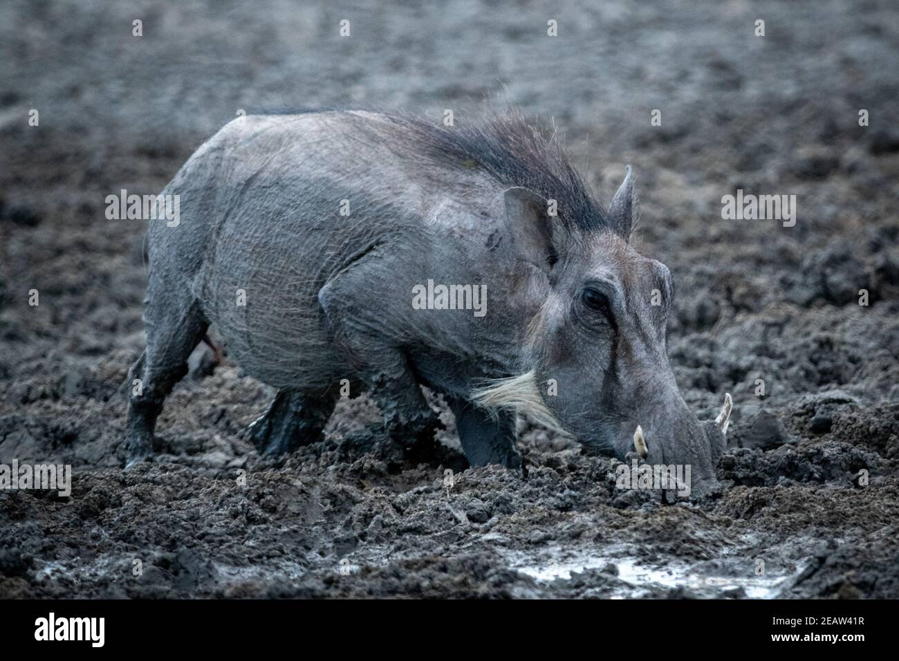 Warthog comune attraversa fangdy waterhole eyeing camera Foto Stock