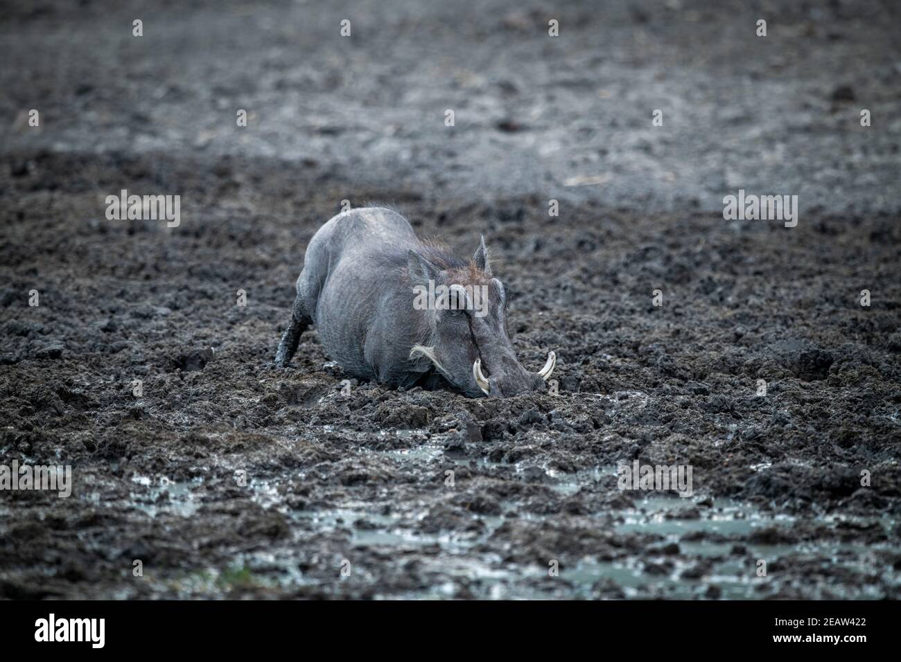 Comune warthog si inginocchia in fango eyeing camera Foto Stock