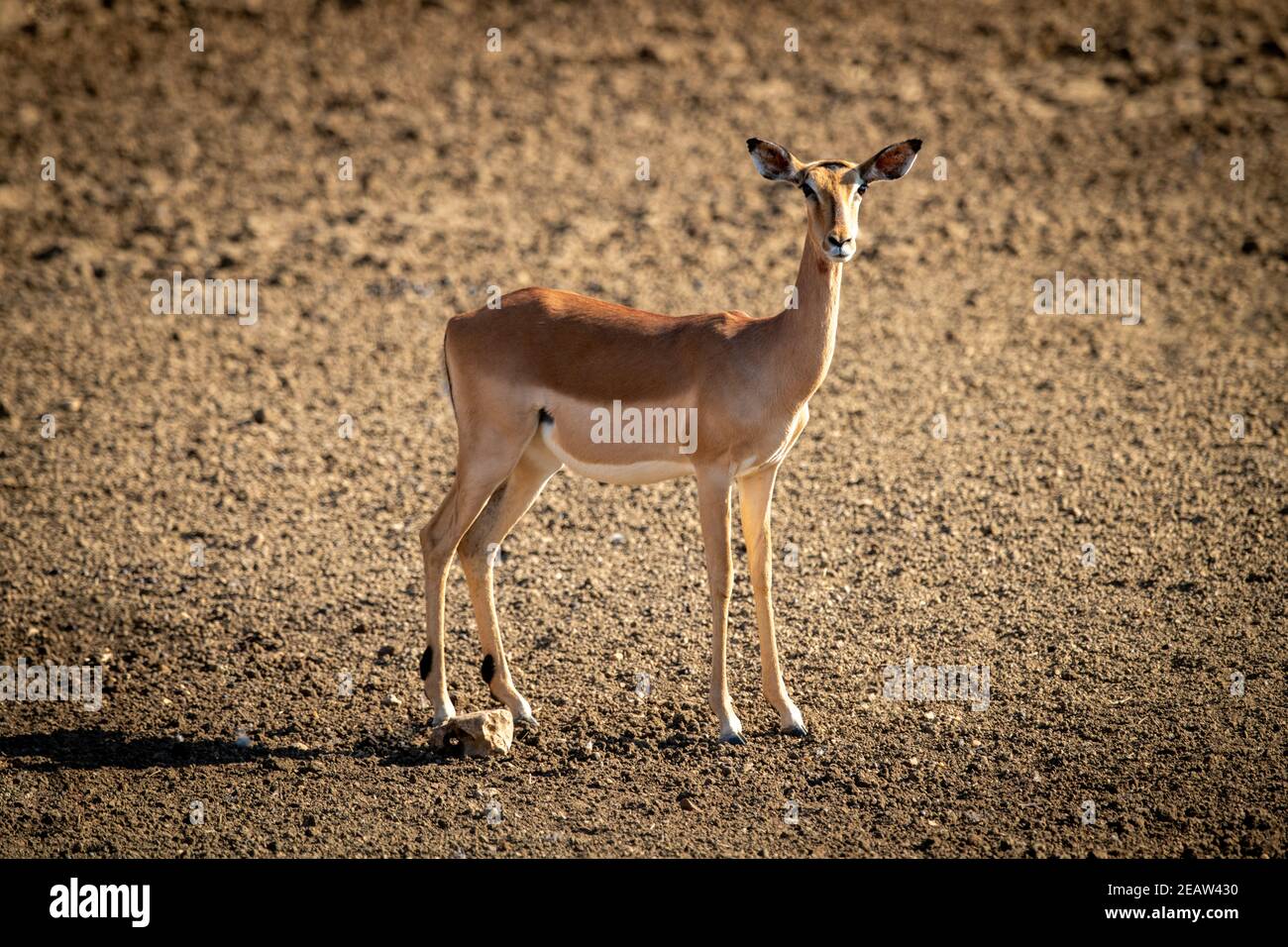 Impala comune femminile in piedi in padella rocciosa Foto Stock