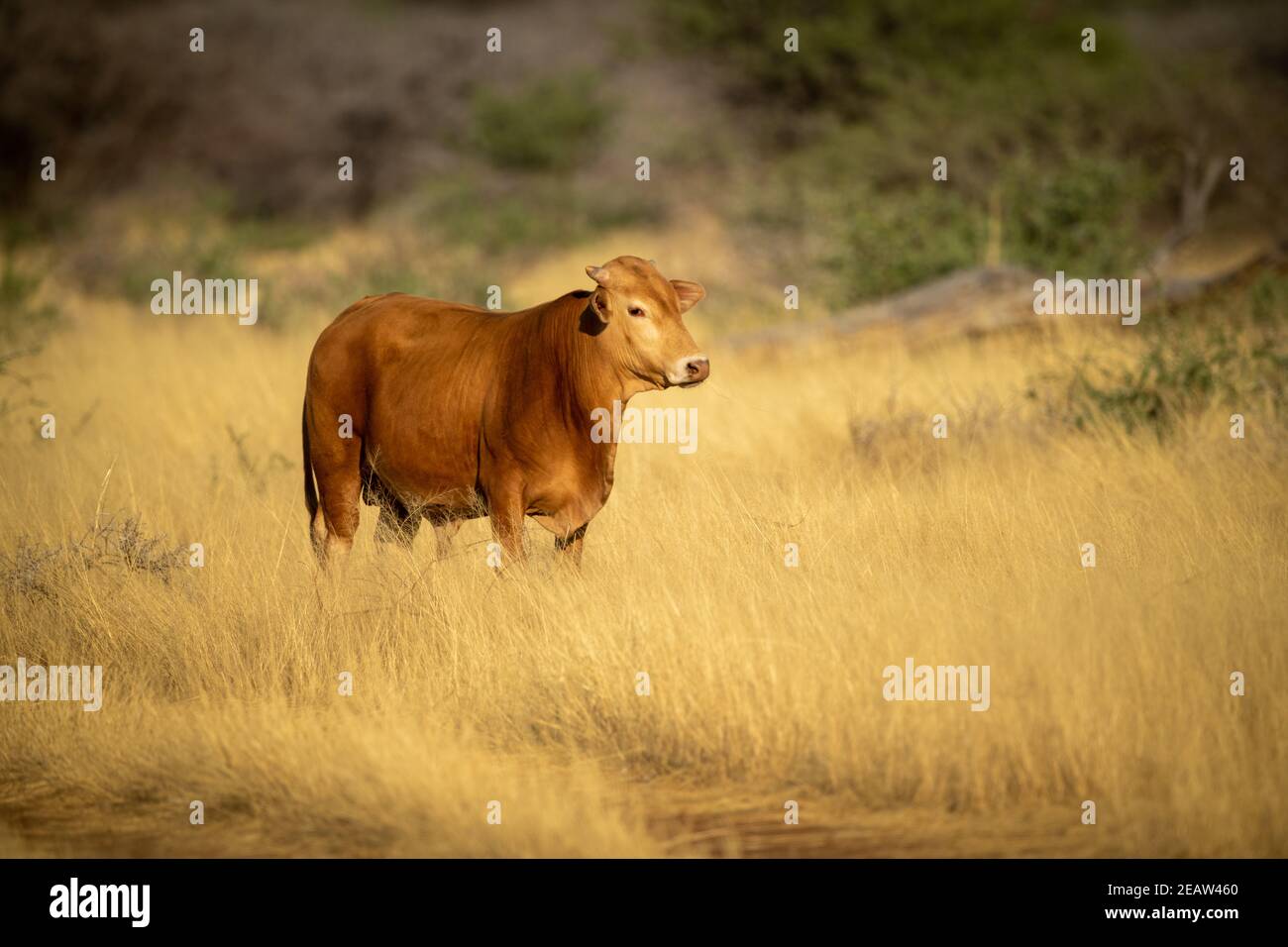 Mucca si trova in una telecamera a vista con erba lunga Foto Stock