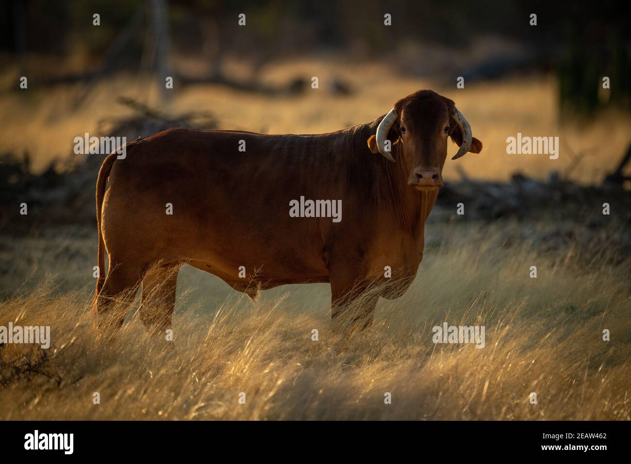 Mucca in piedi in erba lunga eyeing camera Foto Stock