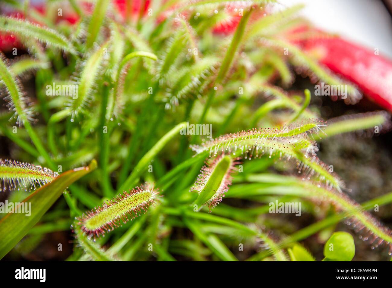 Sundews, vista ravvicinata della pianta carnivora di Drosera capensis Foto Stock