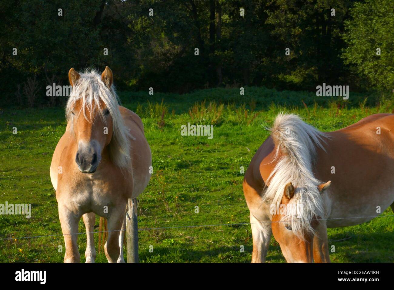 Haflinger Foto Stock