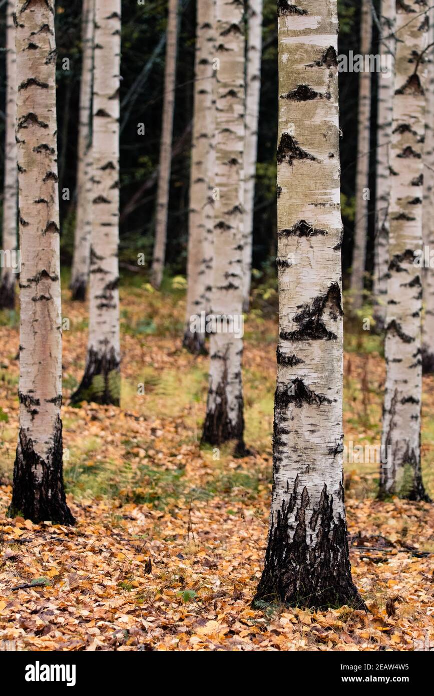 Tronchi di betulla verticali multipli in autunno Foto Stock