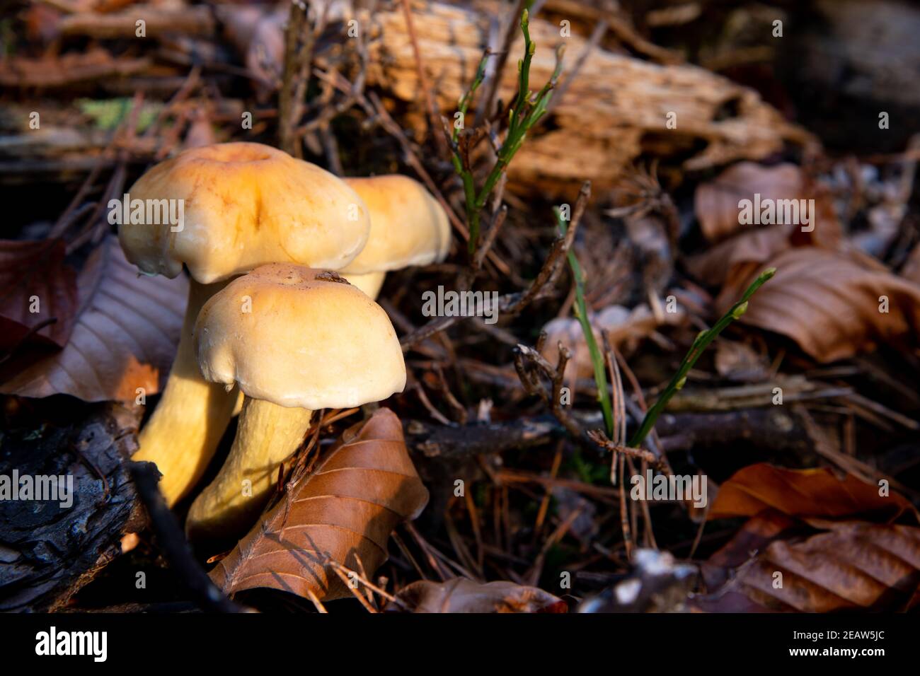 Ifoloma fasciculare tra foglie di fogliame Foto Stock