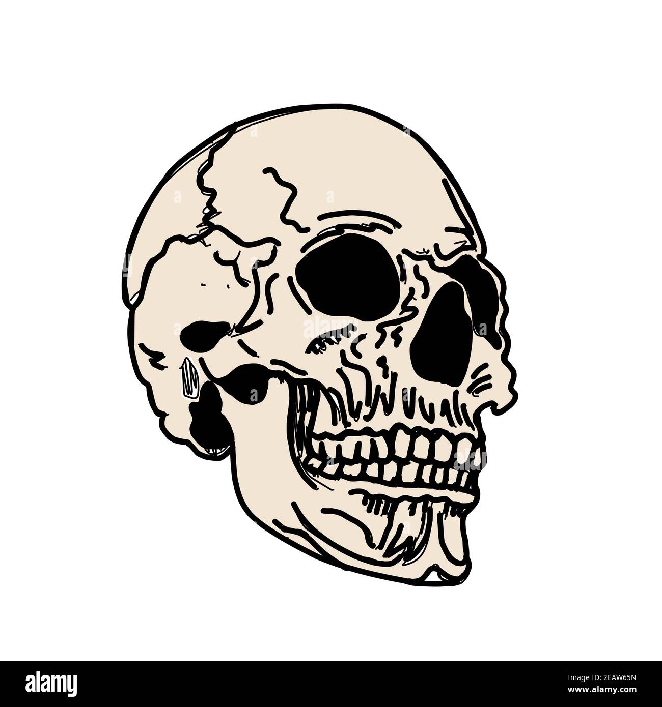 Cranio isolato su bianco. Mertice, zombie. Scuotipaglia bianco. Illustrazione dell'osso. Foto Stock