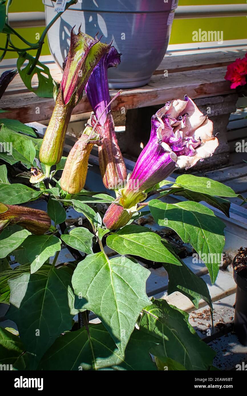 Pianta domestica di Datura con fiori in varie fasi Foto Stock