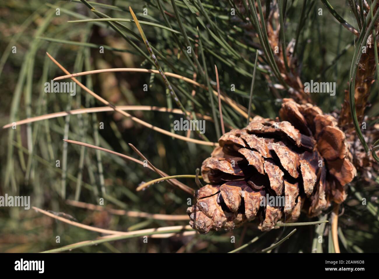 Vista angolare laterale del cono di pino sul ramo dell'albero Foto Stock