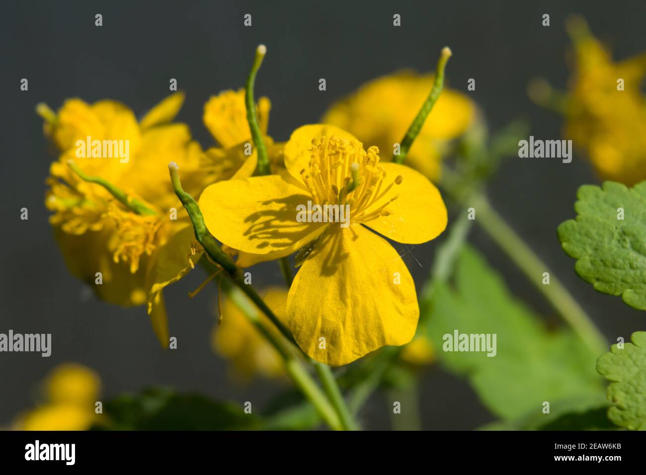 Celandine pianta della famiglia di buttercup che produce fiori gialli nella primavera iniziale. Foto soleggiata. Foto Stock