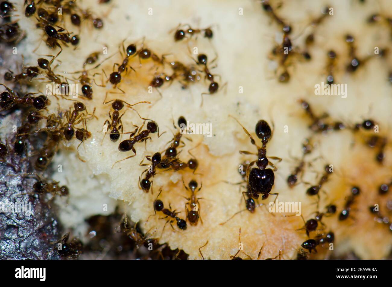 Argentino formiche Linepithema alimentazione umile su scarti alimentari. Foto Stock