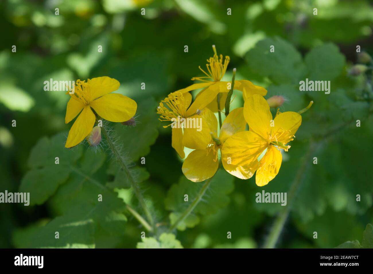 Celandine pianta della famiglia di buttercup che produce fiori gialli nella primavera iniziale. Foto soleggiata. Foto Stock