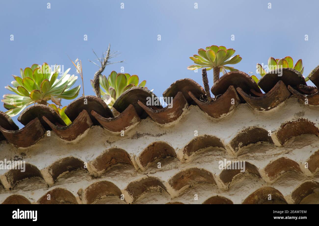 Piante sul tetto di un edificio. Foto Stock