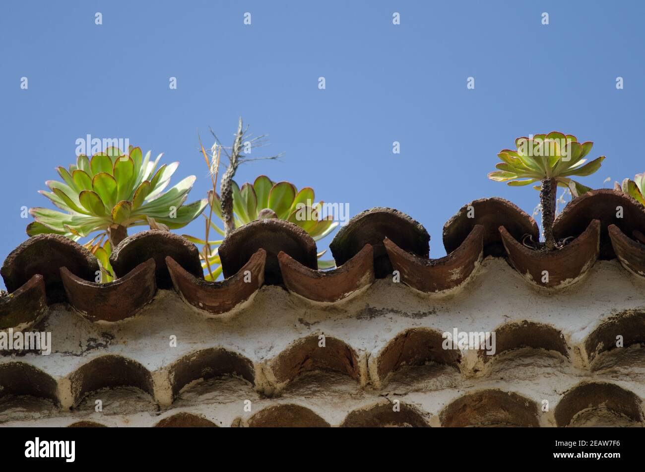 Piante sul tetto di un edificio. Foto Stock
