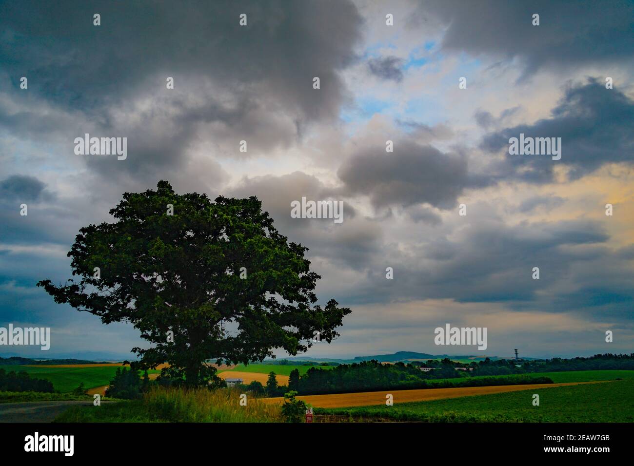 Sette stelle di alberi e cielo nuvoloso (Hokkaido Biei-cho) Foto Stock
