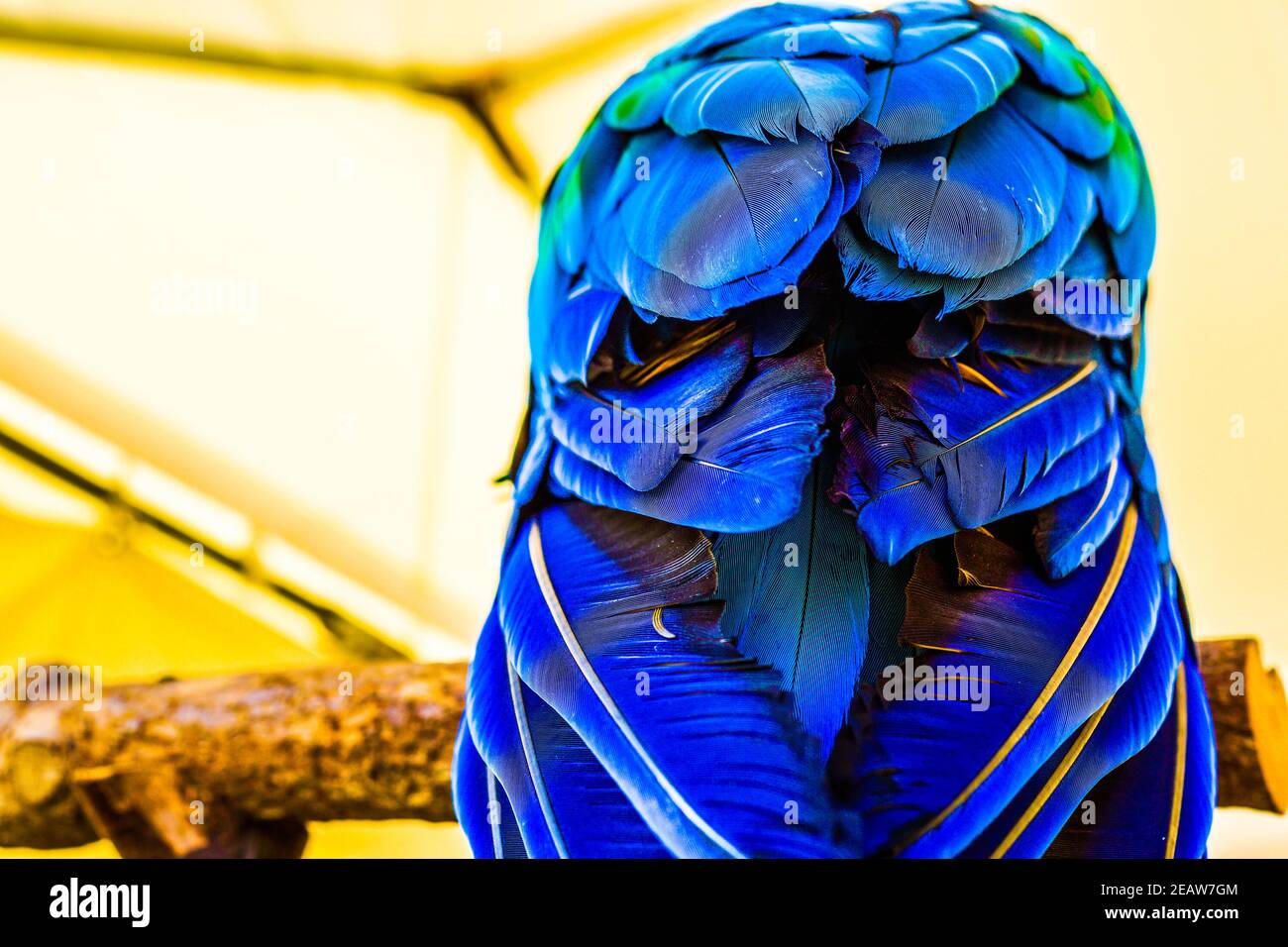 Immagine di pappagallo tropicale colorato (Harlequin) Foto Stock