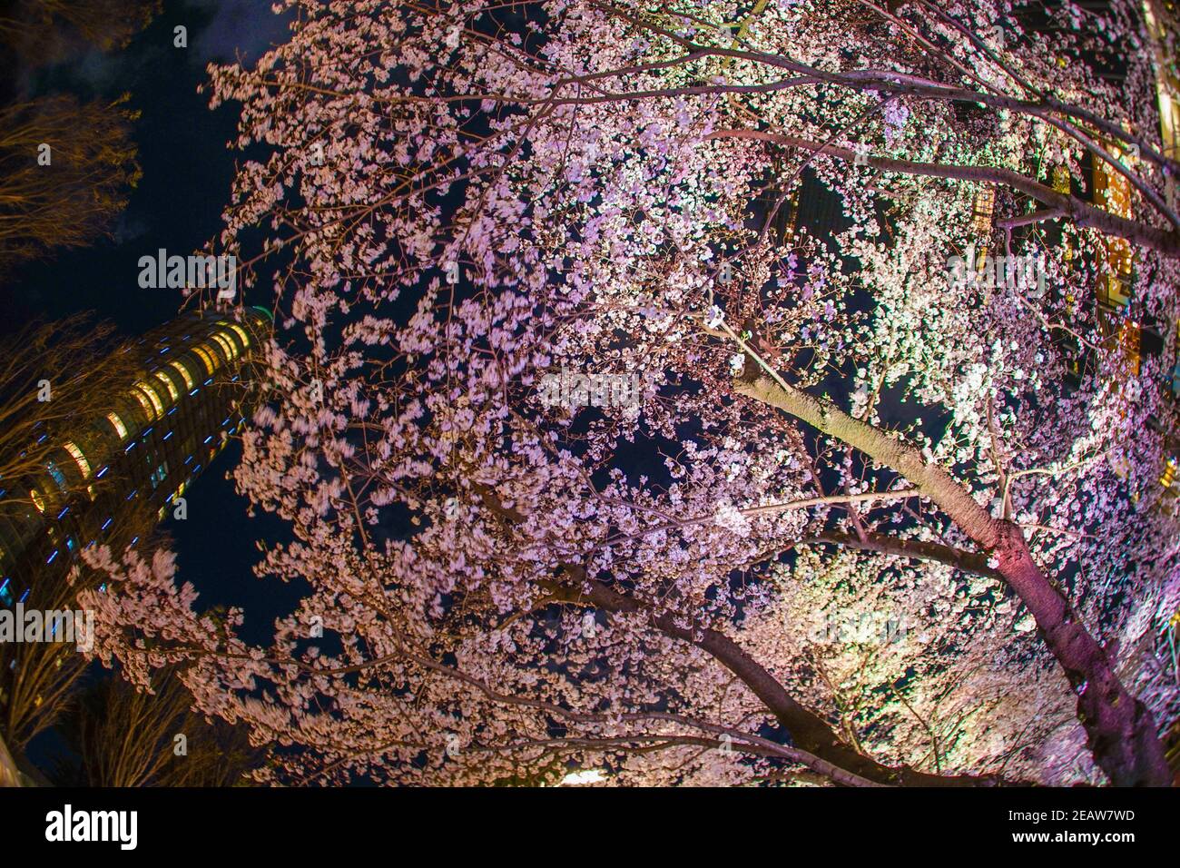 Fioritura dei ciliegi del parco Hinokicho Midtown di Tokyo Foto Stock