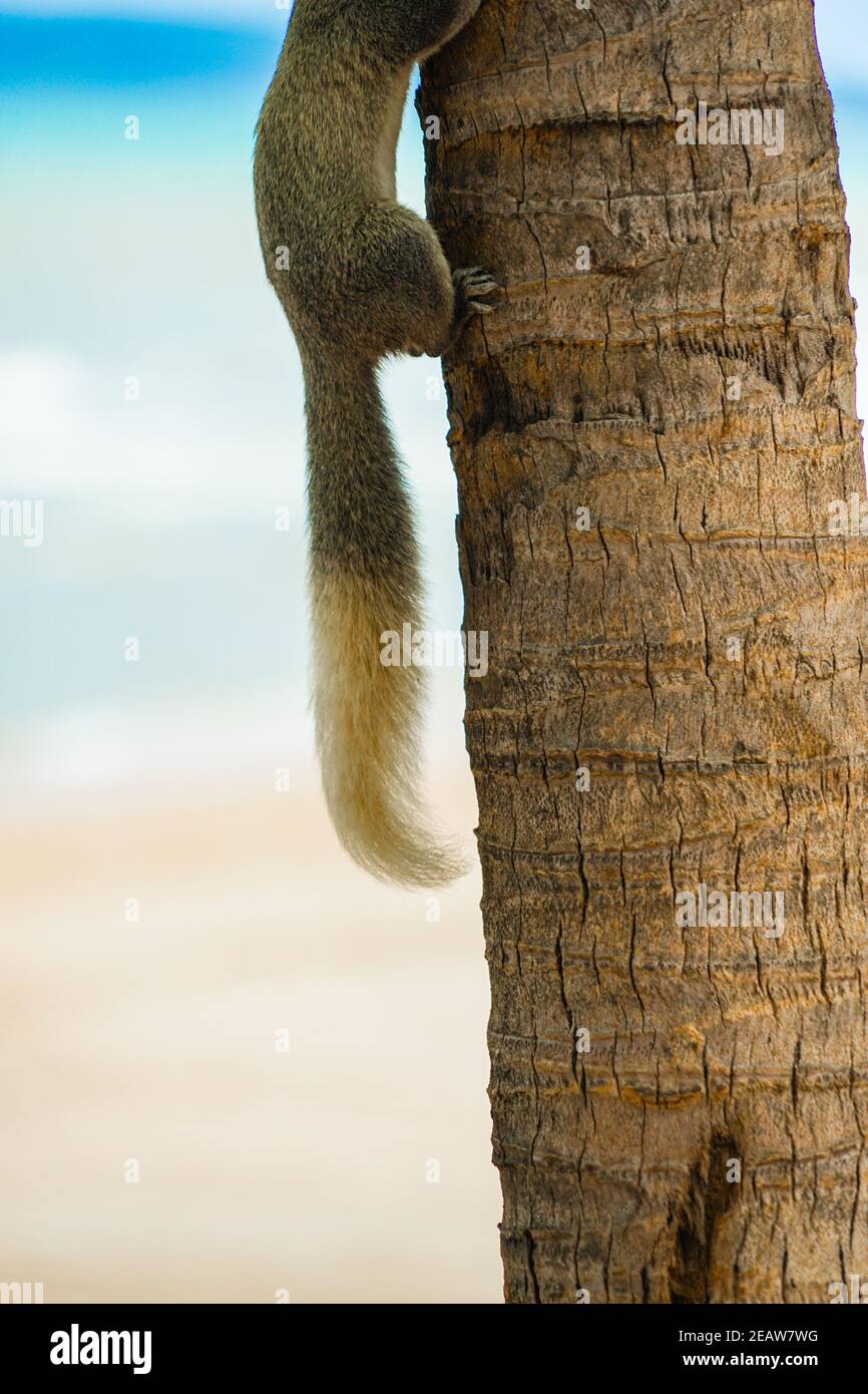 Pattaya Beach cute scoiattolo (Thailandia) Foto Stock