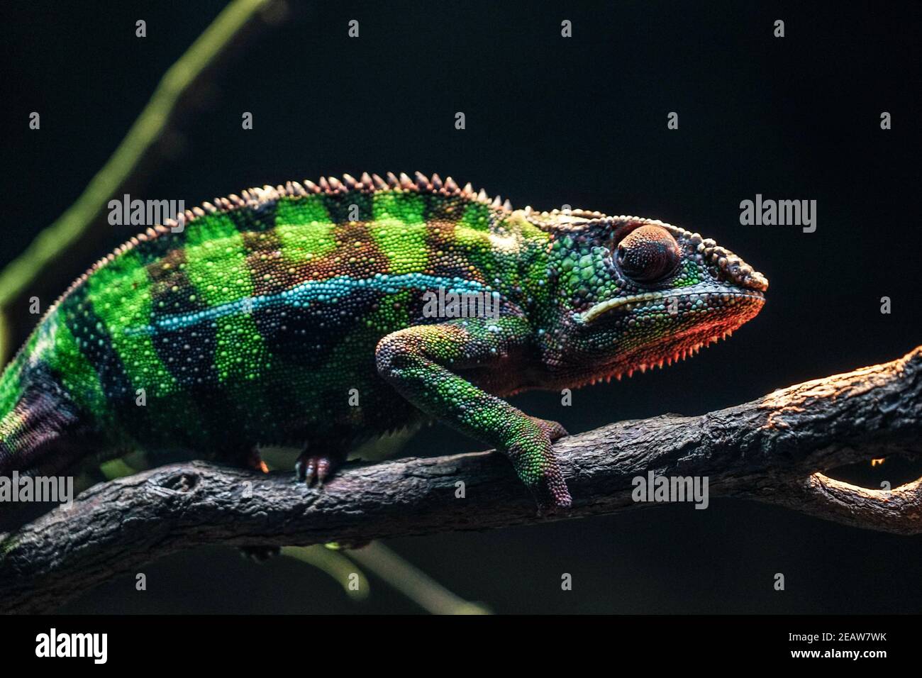 Chichuuka Lee chameleon che si aggirano nella giungla Foto Stock