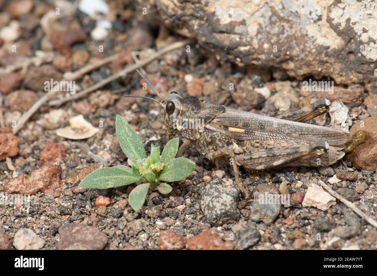 Grasshopper nel comune di Arrecife. Foto Stock