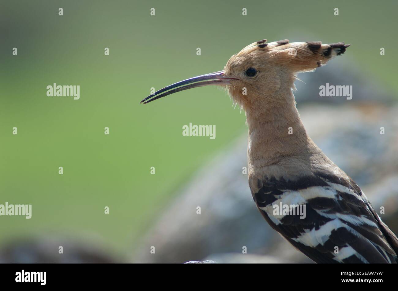 Gli hoopoos eurasiatici Upupa epps. Foto Stock