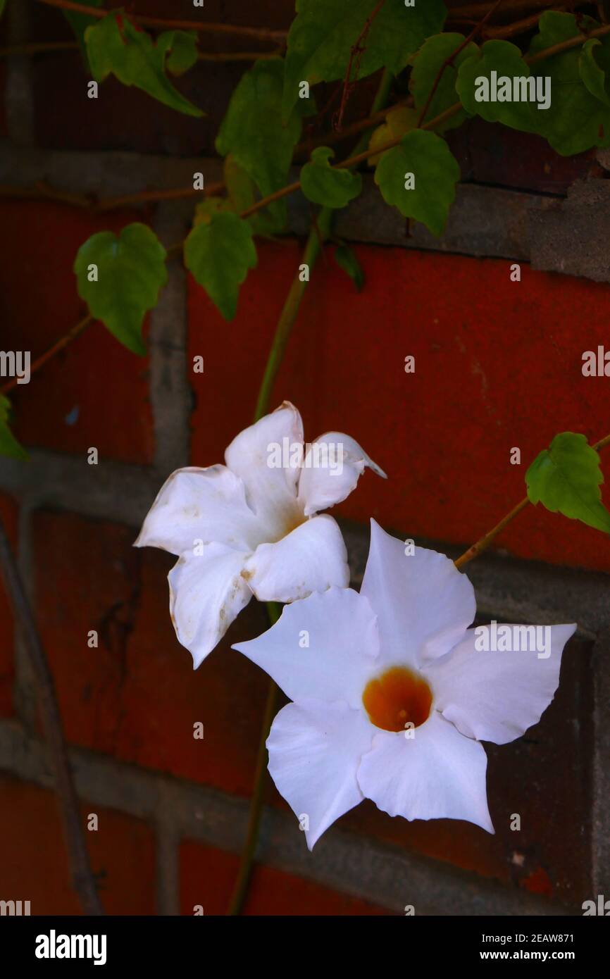 Mandevilla sanderi Foto Stock