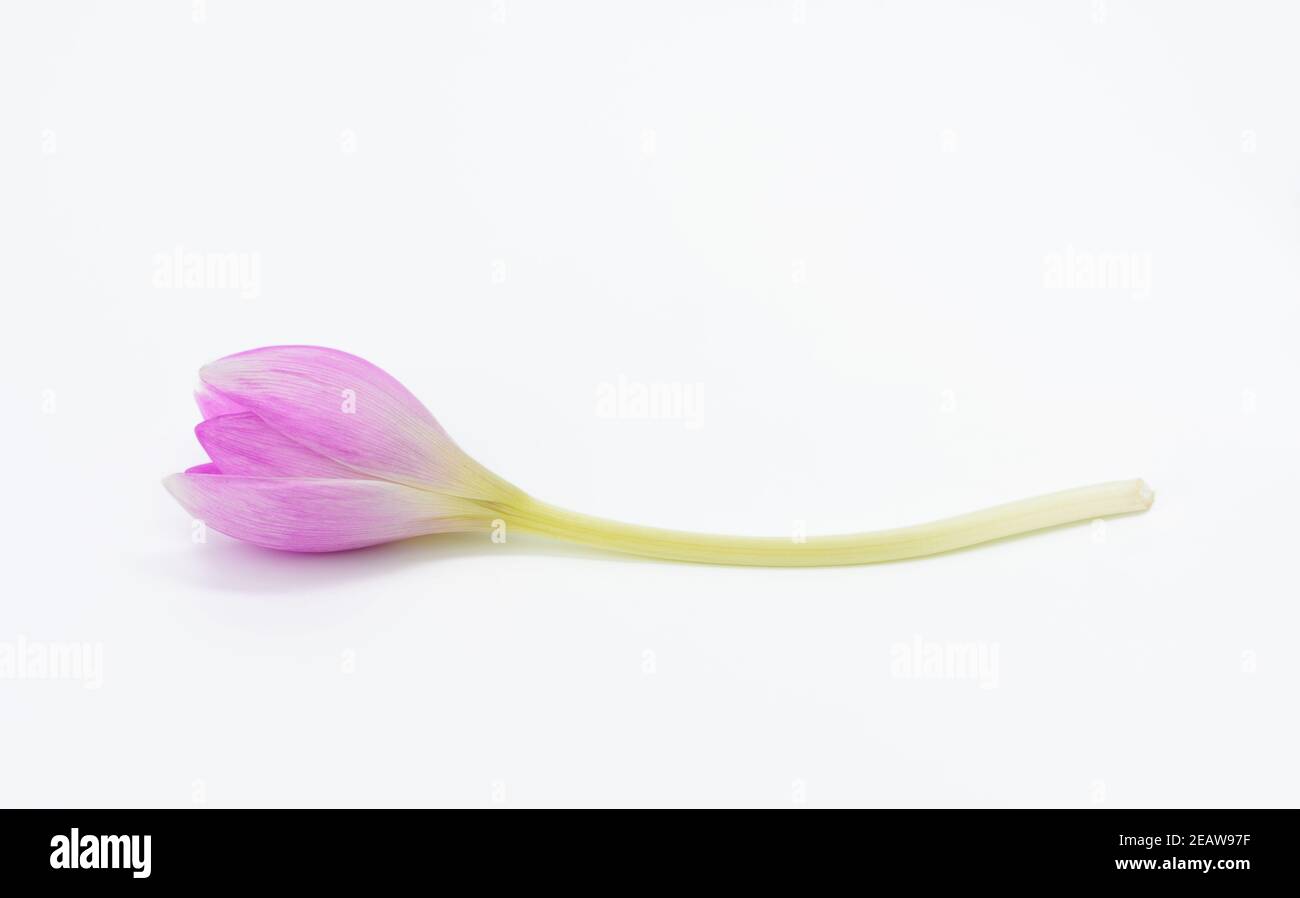 germoglio di un fiore di crocus viola su un gambo lungo, sfondo bianco Foto Stock